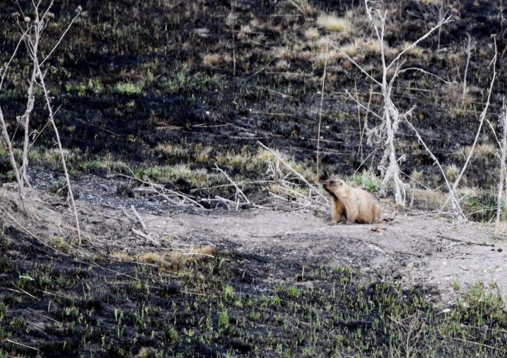 В Курской области сурки погибли во время ландшафтного пожара